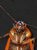 flow.darkswords.ru_darkswords_avatars_2115.jpg