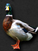 flow.darkswords.ru_darkswords_avatars_62.jpg